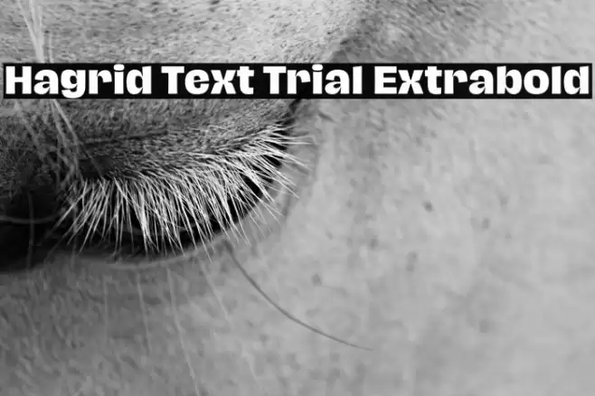 Hagrid Text Trial Extrabold Font examples