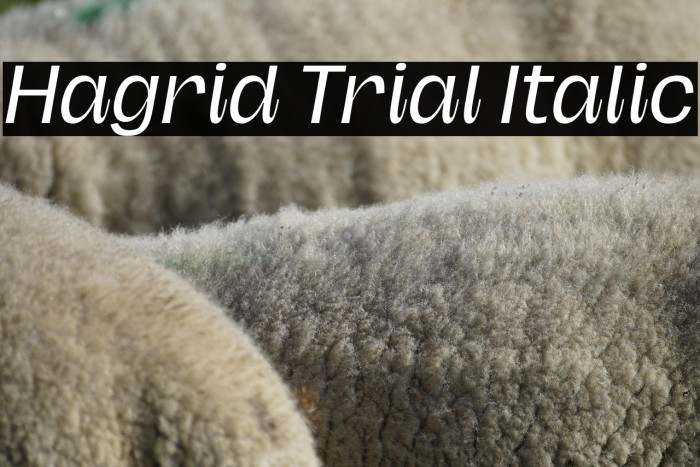 Hagrid Trial Italic Example 3