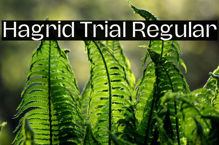 Hagrid Trial Regular Example 1