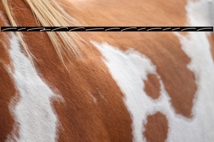 HaguiestaSwash Example 2