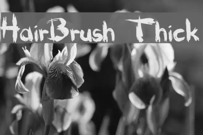 HairBrush Thick Polices examples