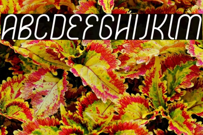 Hakone Italic Italic Example 1