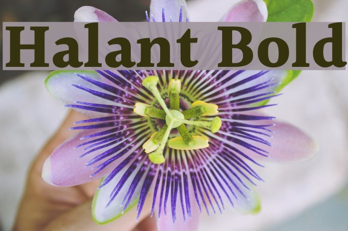 Halant Bold Font examples