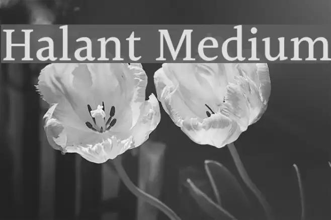 Halant Medium Font examples