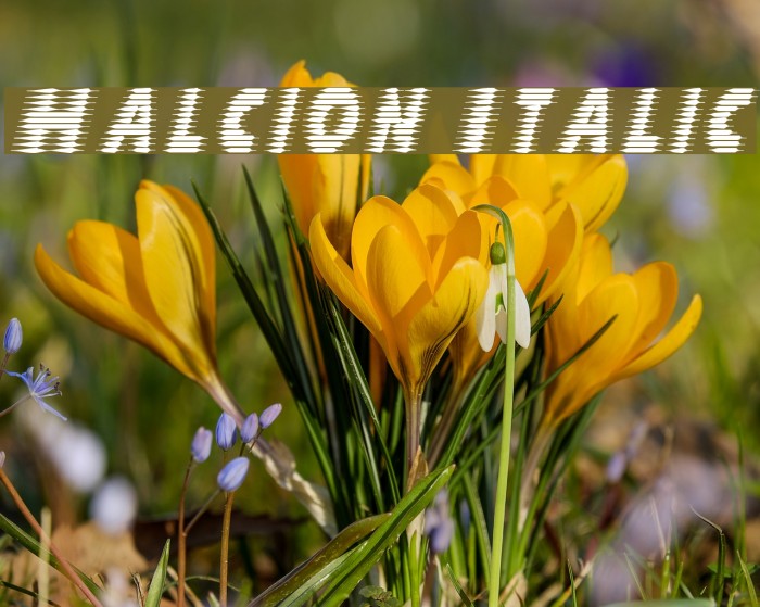 Halcion Italic Font examples