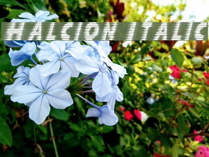 Halcion Italic Font examples