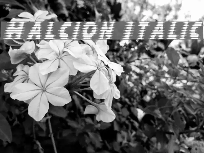 Halcion Italic Polices examples