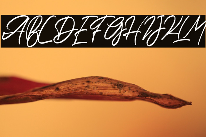 HalcyonFREE Example 1