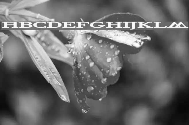 Halcyonia Font examples