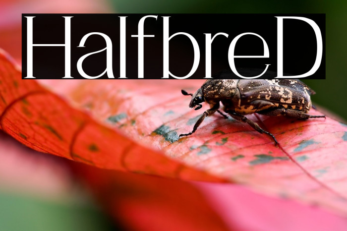 HalfbreD Example 3