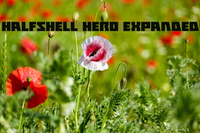 Halfshell Hero Expanded Font examples