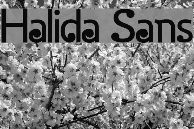 Halida Sans Font examples