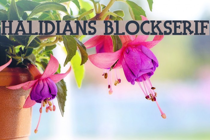 Halidians Blockserif Font examples