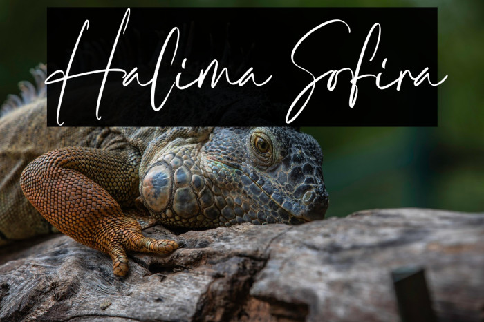 Halima Sofira Example 2