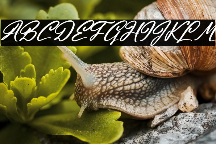 Halingtone William Italic Example 2