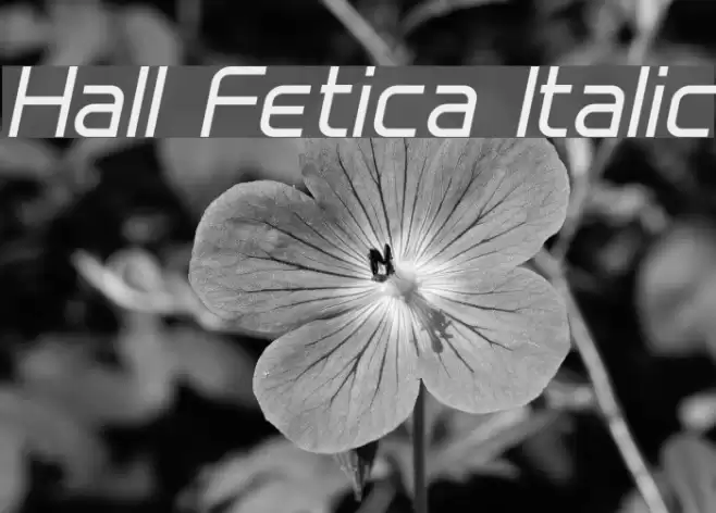 Hall Fetica Italic Font examples