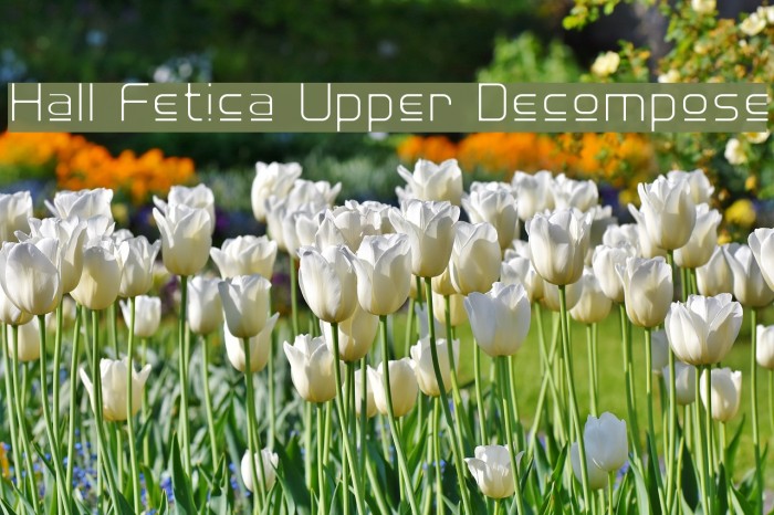 Hall Fetica Upper Decompose Example 3