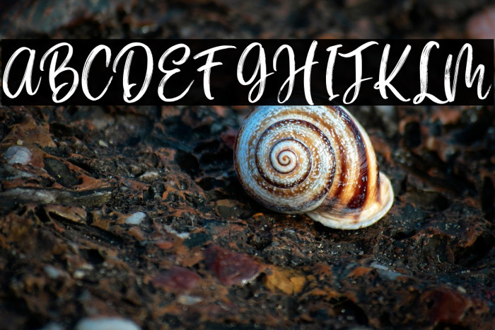 Halleyo Personal Use Example 1