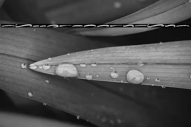 HallingtonSwash Font examples