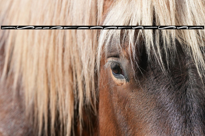 HallingtonSwash Example 3