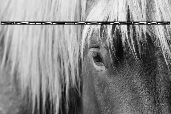 HallingtonSwash Font examples