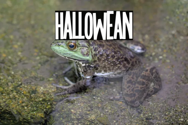 Hallowean Example 2