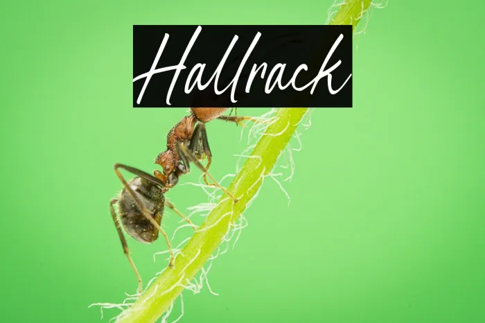 Hallrack Example 1