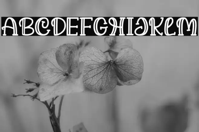 Halo Domas Regular Font examples