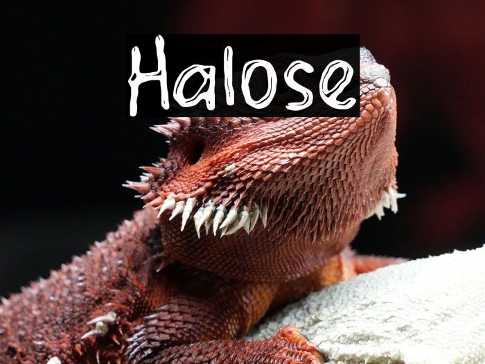 Halose Example 1