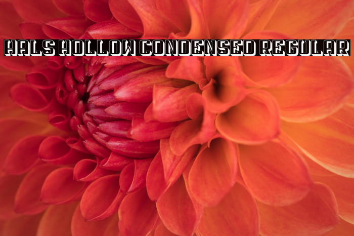 Hals Hollow Condensed Regular Example 2