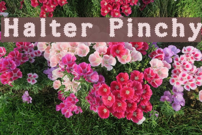 Halter Pinchy Font examples