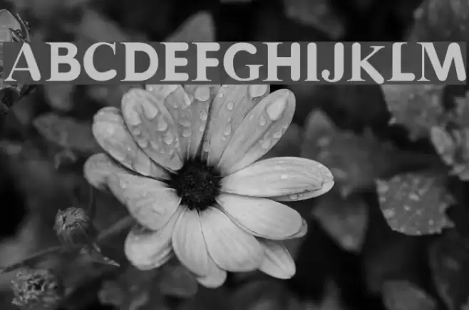 Halvar Font examples