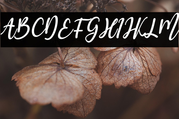 Halymah Italic Example 3