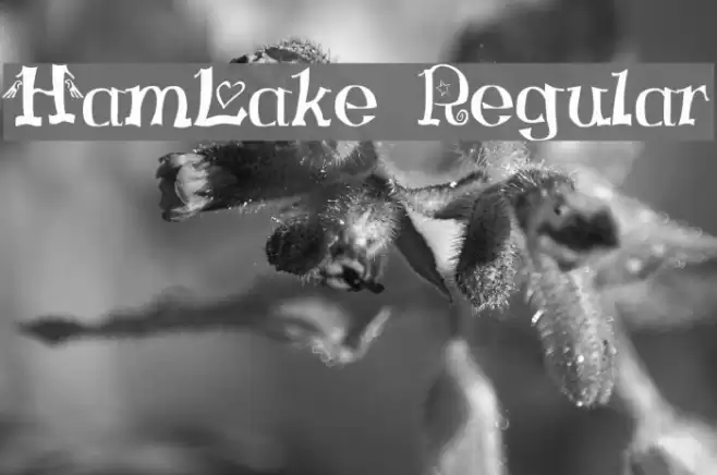 HamLake Regular Шрифта examples