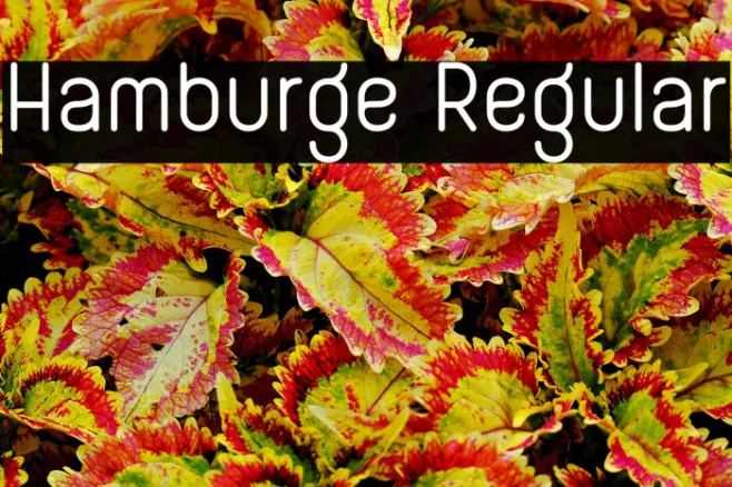 Hamburge Regular Example 2