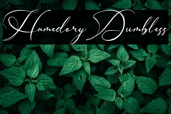 Hamedory Dumbless Example 2