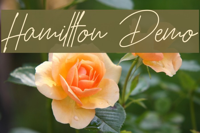 Hamillton Demo Font examples