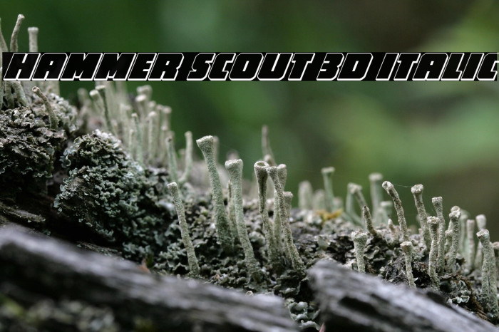 Hammer Scout 3D Italic Example 3