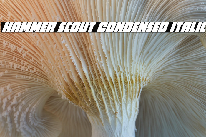 Hammer Scout Condensed Italic Example 1