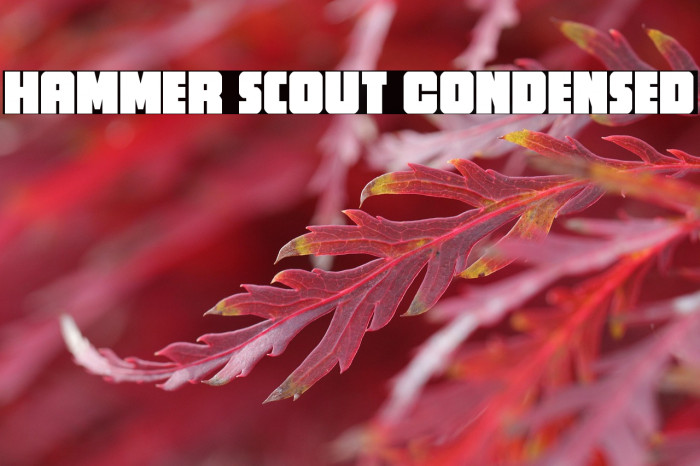 Hammer Scout Condensed Example 3