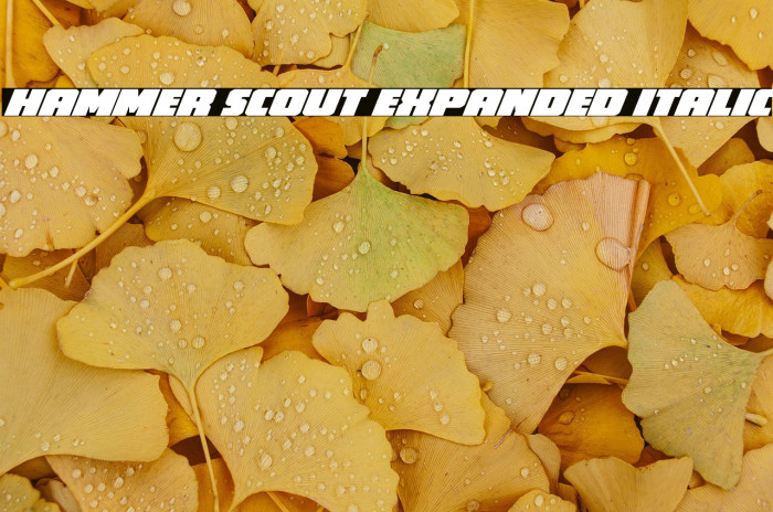 Hammer Scout Expanded Italic Example 1