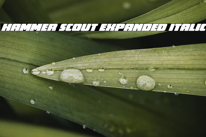 Hammer Scout Expanded Italic Example 3
