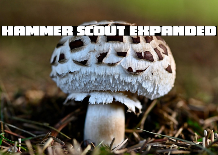 Hammer Scout Expanded Example 2