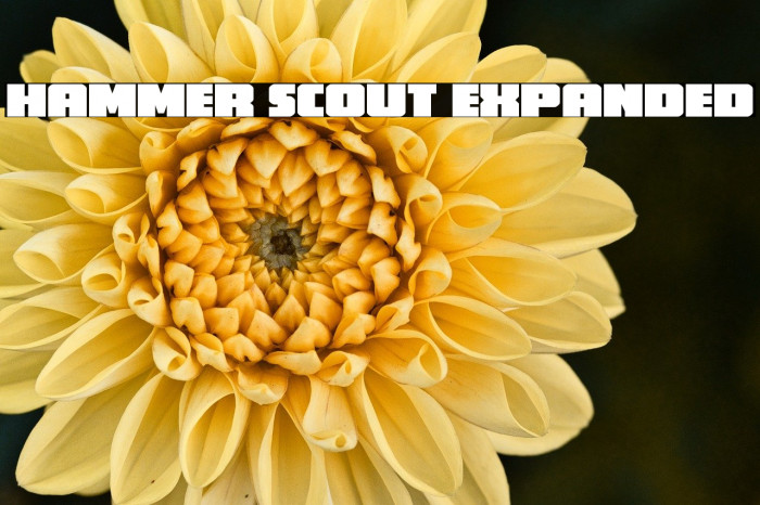Hammer Scout Expanded Example 3