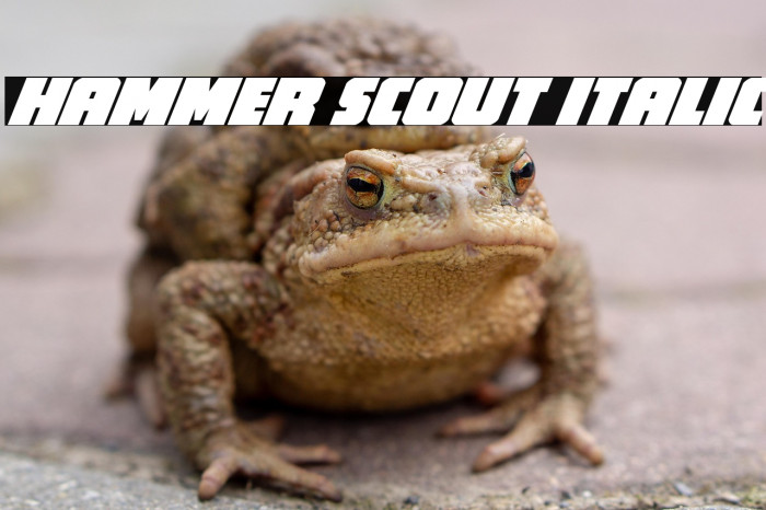 Hammer Scout Italic Example 1