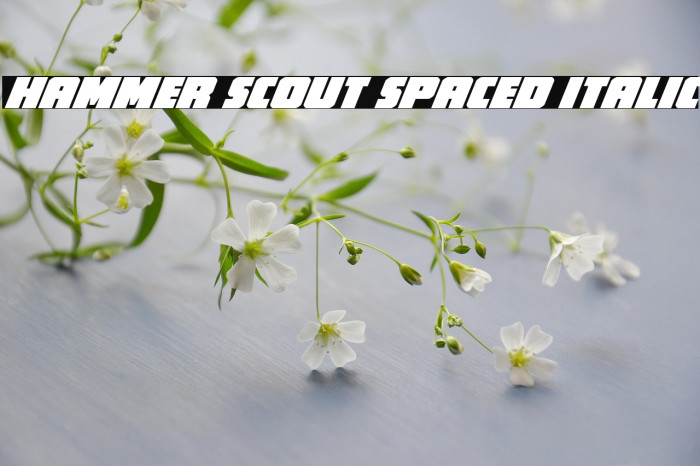 Hammer Scout Spaced Italic Example 2