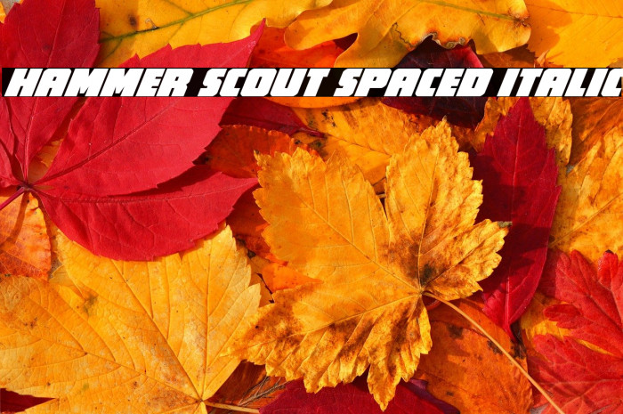 Hammer Scout Spaced Italic Example 3