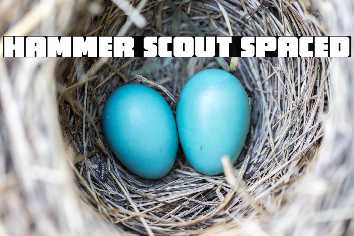 Hammer Scout Spaced Example 1