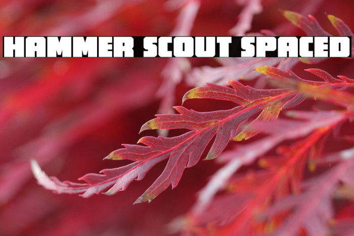 Hammer Scout Spaced Example 2