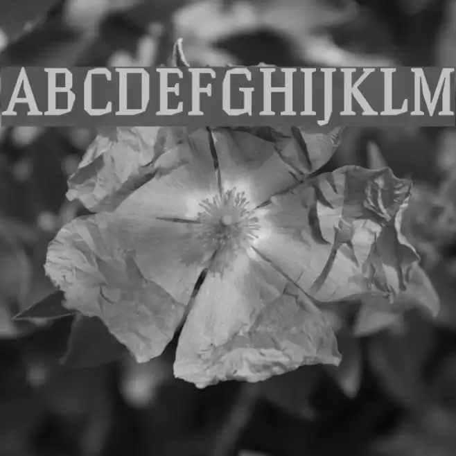 Hammerhead Medium Font examples